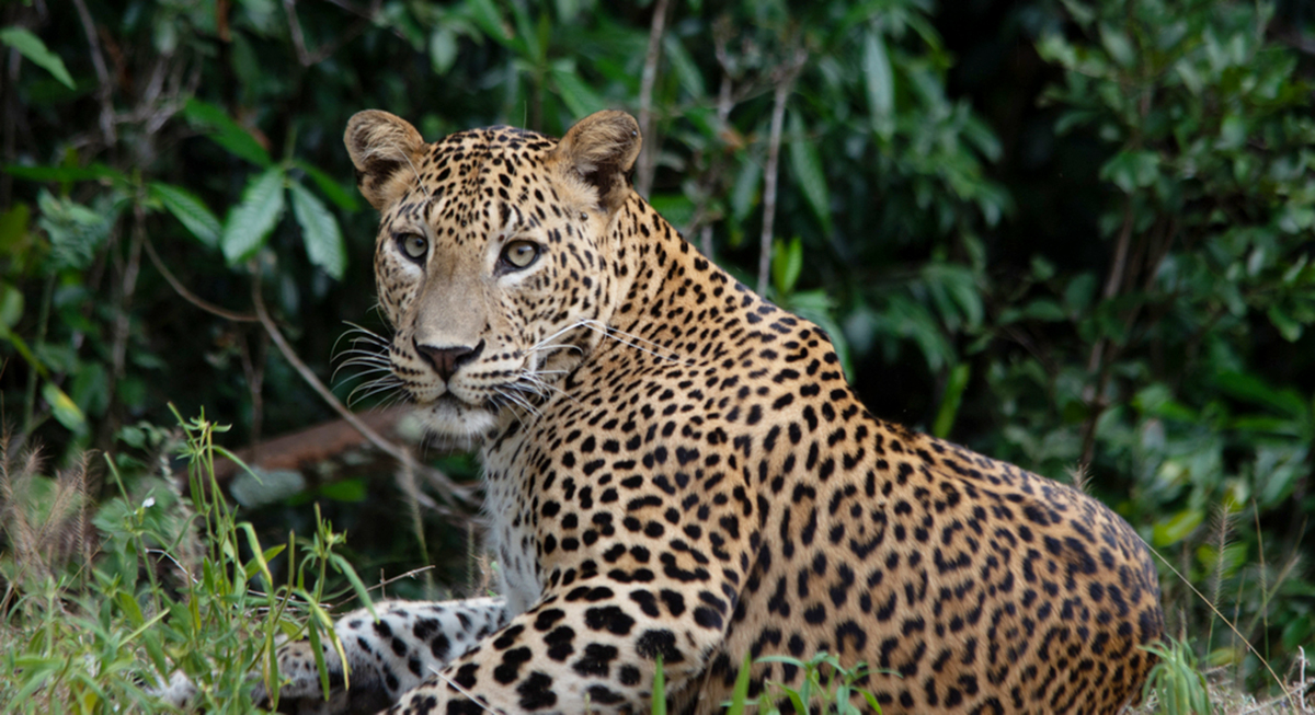 Wilpattu National Park